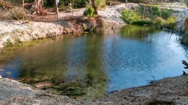 Lago Estanque Fluvial Selva Tropical Manglares Caribe Playa Del Carmen — Vídeos de Stock