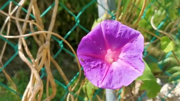 Fioletowy Fioletowy Meksykański Poranek Chwała Chwała Ipomoea Spp Kwiat Ogrodzeniu — Wideo stockowe