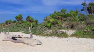Playa del Carmen Quintana Roo Mexico 'daki tropikal ormandaki kumsalda eski bir ağaç gövdesi dalı..