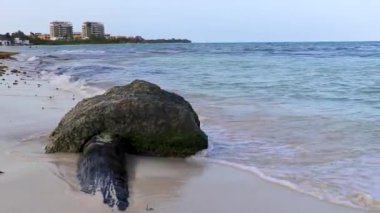 Playa del Carmen Quintana Roo Meksika 'daki kasırgadan sonra tahta kirişler ve beton plaja vurdu..