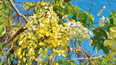 Playa del Carmen Quintana Roo Mexico 'da tropikal sarı çiçekleri olan Altın Duş ağacı çiçek açar..