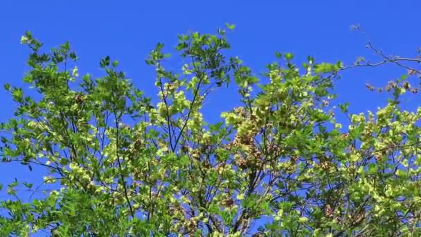 Árvores Tropicais Com Fundo Azul Céu Playa Del Carmen Quintana — Vídeo de Stock