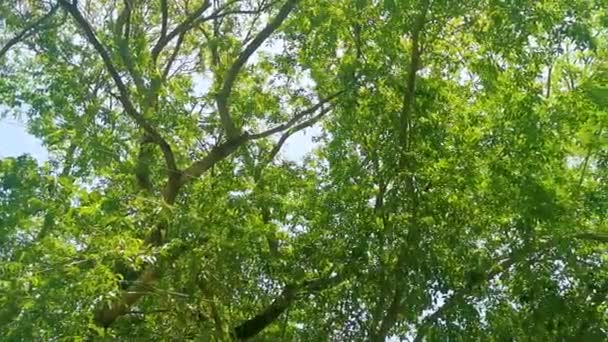 Tropische Bomen Met Blauwe Lucht Achtergrond Playa Del Carmen Quintana — Stockvideo