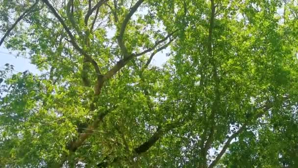 プラヤ カルメン キンタナ ルーメキシコの青い空の背景を持つ熱帯の木 — ストック動画