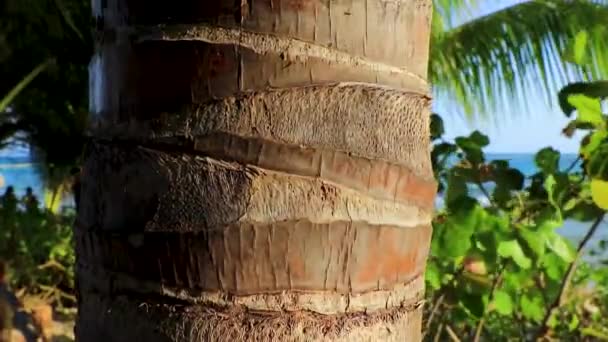 Όμορφη Τροπική Φοίνικες Φοίνικες Κορμό Ξύλου Playa Del Carmen Quintana — Αρχείο Βίντεο