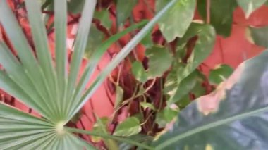 Tropical green and yellow plant with large leaves Dieffenbachia Dumb Cane houseplant is climbing the wall in Playa del Carmen Mexico.