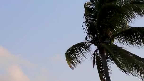 Hermosas Palmeras Tropicales Especies Árboles Con Fondo Cielo Azul Playa — Vídeos de Stock