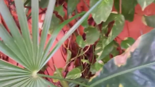 Tropical Green Yellow Plant Large Leaves Dieffenbachia Dumb Cane Houseplant — 图库视频影像