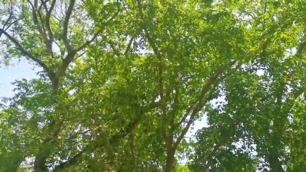 Τροπικά Δέντρα Κορυφές Μπλε Ουρανό Φόντο Στην Playa Del Carmen — Αρχείο Βίντεο
