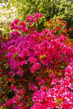 Avrupa 'daki Güney Hollanda Hollanda' da, Keukenhof Lisse 'de baharda güzel ağaçlar çalı ve çalılar.