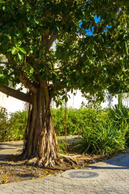 Büyük yaşlı Banyan Ficus Insipida ağacı Playa del Carmen Quintana Roo Mexico 'da.