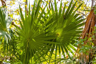Palmiye ağacı tohum bırakır tropik yeşil egzotik meyveler ve Karayipler 'de Maya palmiyeleri yağmur ormanlarında Playa del Carmen Quintana Roo Meksika.