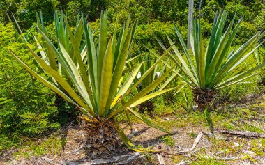 Yeşil ve mavi Agave palmiye ağaçları, Aloe Vera çalıları, Playa del Carmen Quintana Roo Mexico 'da bitkiler..