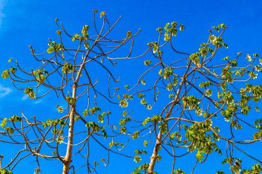 Cecropia Yagrumo tropikal ormanda tropikal bir ağaç Playa del Carmen Quintana Roo Meksika 'da mavi gökyüzü arka planıyla.