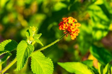 Playa del Carmen Quintana Roo Meksika 'da portakal kırmızısı küçük tropikal lantana çiçeği çiçek açar..