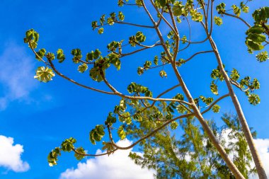 Cecropia Yagrumo tropikal ormanda tropikal bir ağaç Playa del Carmen Quintana Roo Meksika 'da mavi gökyüzü arka planıyla.