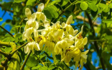 Playa del Carmen Quintana Roo Mexico 'da tropikal sarı çiçekleri olan Altın Duş ağacı çiçek açar..