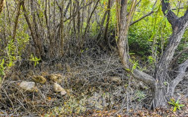 Playa del Carmen Quintana Roo Mexico 'da ağaçlarla ve bitkilerle dolu güzel tropikal doğa ormanı ve ormanı..
