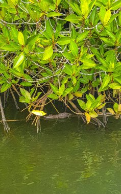 Bentota Sahili, Galle Bölgesi, Güney Sri Lanka Bölgesi, Bentota Ganga tropikal mangrov nehrinde küçük timsah yavrusu..