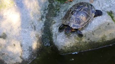 Atina Attica Yunanistan 'ında su kaplumbağaları sürünerek atlıyor.