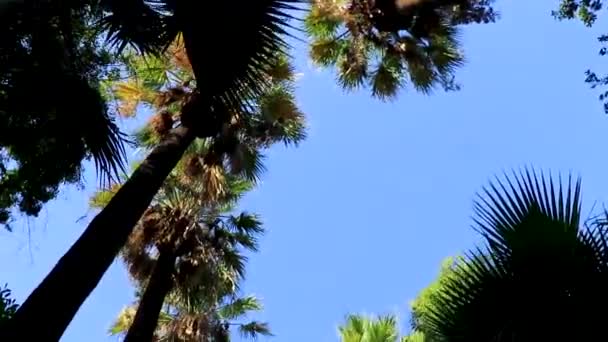 Extreem Hoge Prachtige Palmbomen Blauwe Lucht Athene Attica Griekenland — Stockvideo