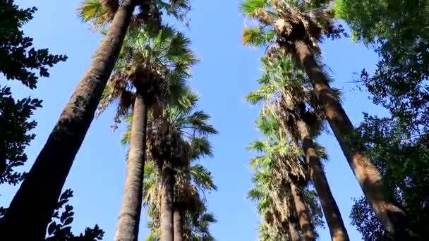Niezwykle Wysokie Piękne Palmy Błękitne Niebo Atenach Attica Grecja — Wideo stockowe