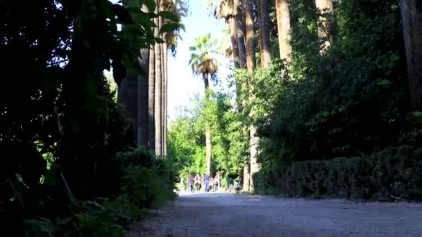 Athene Attica Griekenland Oktober 2018 Extreem Hoge Palmbomen Blauwe Lucht — Stockvideo