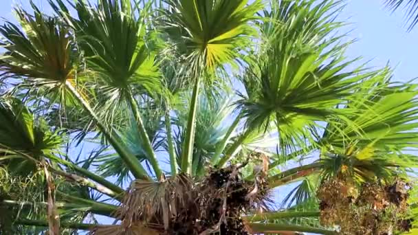 雅典雅典阿提卡美丽的棕榈树和蓝天 — 图库视频影像