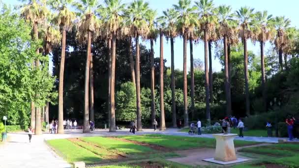 Athens Attica Greece October 2018 Extremely Tall Beautiful Palm Trees — Stock Video