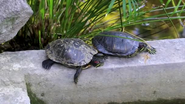 Wasserschildkröten Kriechen Springen Ins Wasser Athen Attika Griechenland — Stockvideo