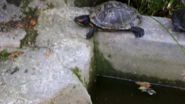 在希腊雅典的阿提卡 水龟爬行跳到水里游泳 — 图库视频影像