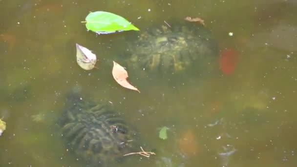 Vatten Sköldpadda Vill Krama Och Krama Annan Sköldpadda Vattnet Aten — Stockvideo