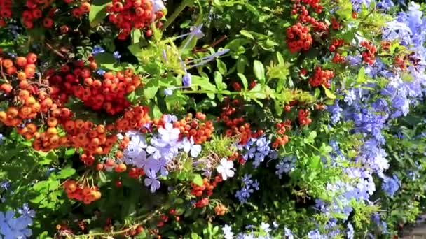 Små Blå Och Orange Blommor Och Frukter Busken Anläggningen Voula — Stockvideo