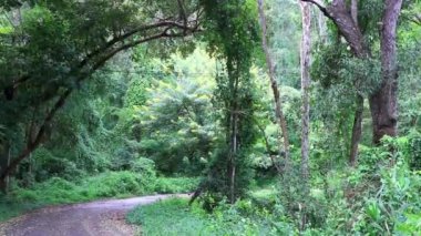 Güneydoğu Asya 'daki Chiang Mai Amphoe Mueang Mai Tayland' daki dağ zirvesine Tropikal orman ve orman yürüyüşü yolları.