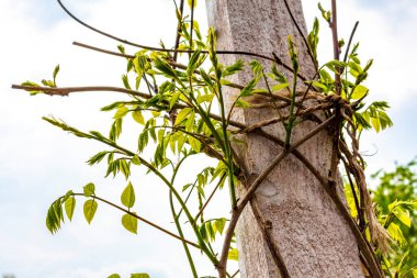 Leherheide Bremerhaven Bremen Almanya 'sında gri bulutlu arka planda ağaç dalları ve bitkiler.