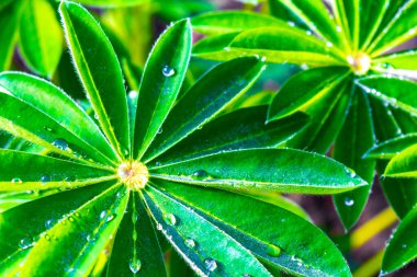 Leherheide Bremerhaven Bremen Almanya 'sında sabah çiğ damlaları ile bahçede taze yeşil lupin bitkisi.