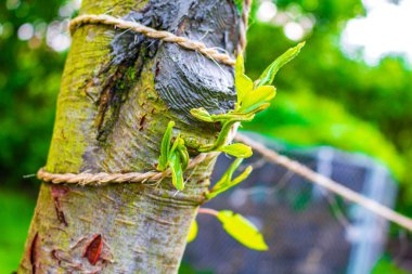 Leherheide Bremerhaven Bremen Almanya 'sında gri macunla kaplanmış bir dal..