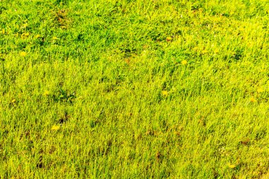 Leherheide Bremerhaven Bremen Almanya 'sında yaz mevsiminde yeşil çiçek çayırında sarı karahindibalar.