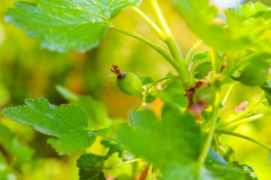 Leherheide Bremerhaven Bremen Almanya 'sında çiçek ve böğürtlen yetiştirilmiş üzümlü üzümlü çalı..