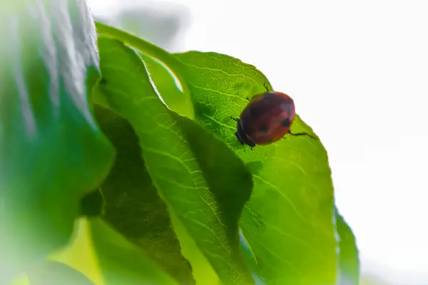 Red Ladybugs Insect Green Plant Leherheide Bremerhaven Bremen Germany — Stock Photo, Image