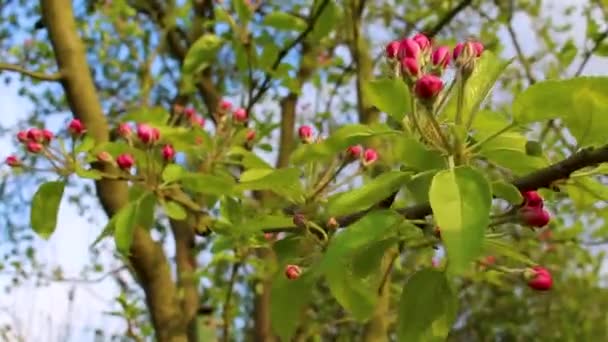 Białe Różowe Pachnące Świeże Jabłonie Kwiaty Gruszki Leherheide Bremerhaven Bremen — Wideo stockowe