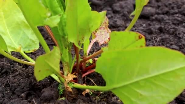 Νεαρό Φυτό Νωπού Σορέλ Που Αναπτύσσεται Στο Κρεβάτι Στο Leherheide — Αρχείο Βίντεο