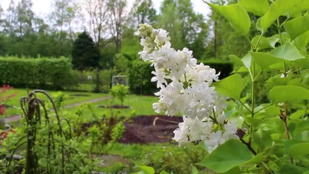 Borboleta Branca Arbusto Planta Árvore Jardim Leherheide Bremerhaven Bremen Alemanha — Vídeo de Stock