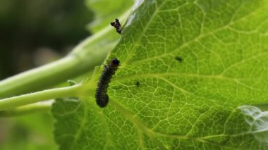 Küçük yeşil sarı tırtıl Leherheide Bremerhaven Bremen Almanya 'sında yeşil yaprak yiyor..