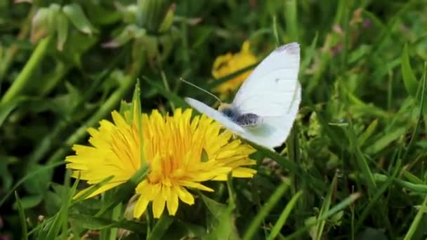 Невеликий Біло Жовтий Метелик Сидить Зеленому Лузі Кульбаби Лехергейде Бремерхафені — стокове відео