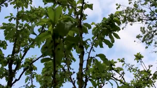 Leherheide Bremerhaven Bremen德国蓝天背景的树梢 分枝和植物 — 图库视频影像