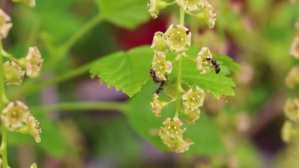 Hormigas Negras Trepan Sobre Ramas Hojas Planta Leherheide Bremerhaven Bremen — Vídeo de stock