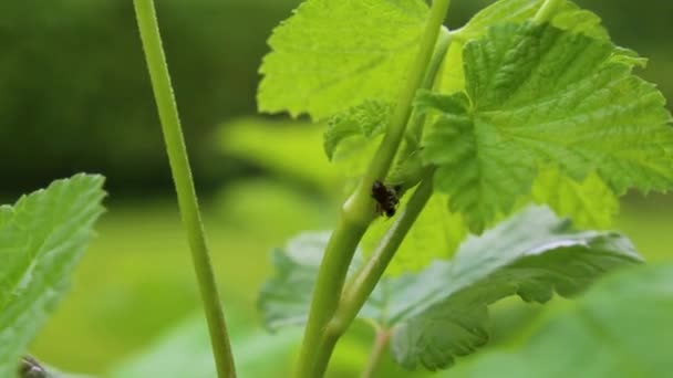 Hormigas Negras Trepan Sobre Ramas Hojas Planta Leherheide Bremerhaven Bremen — Vídeos de Stock