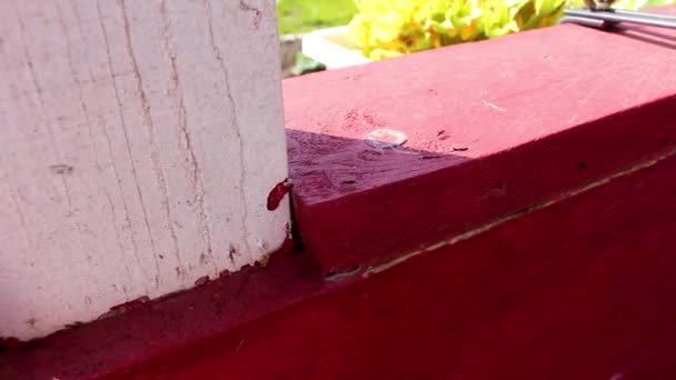 Formigas Pretas Insetos Formiga Sentam Ferramentas Jardim Vermelho Superfície Objeto — Vídeo de Stock