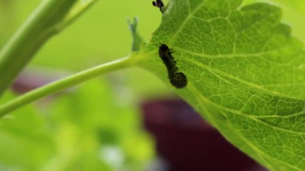 Маленькая Зеленая Желтая Гусеница Ест Листья Зеленой Листвы Бремерхавене Бремен — стоковое видео